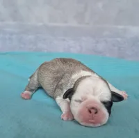 Cypress, a male Pug for sale in Andover, OH – 4 of 5
