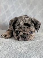 Truffles, a female Pug for sale in Andover, OH – 3 of 8