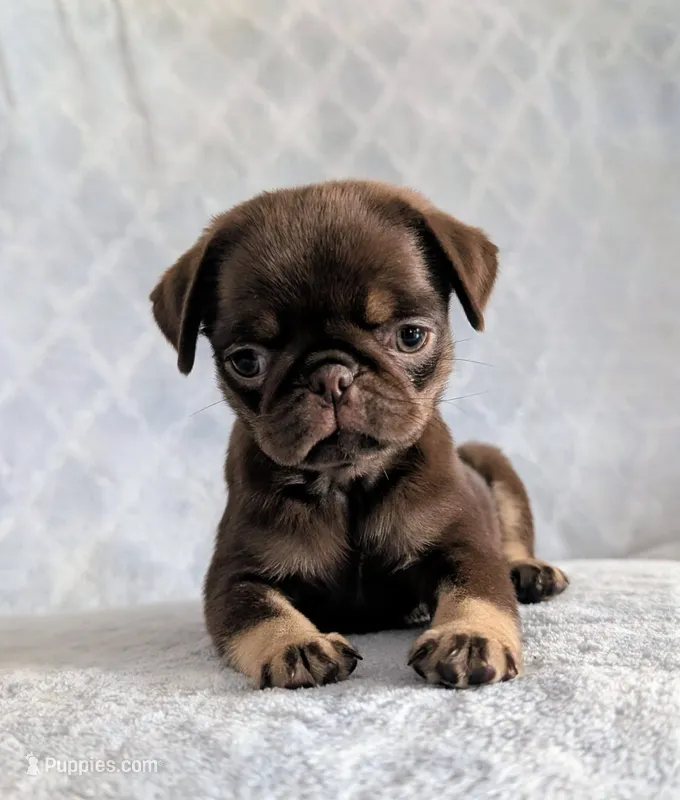 Nutella – Pug puppy for sale in Andover, OH