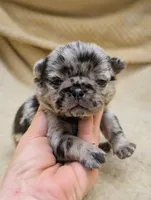 Truffles, a female Pug for sale in Andover, OH – 1 of 4