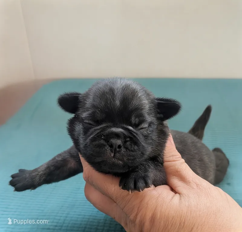 Javor – Pug puppy for sale in Andover, OH