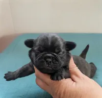 Javor, a male Pug for sale in Andover, OH – 1 of 4
