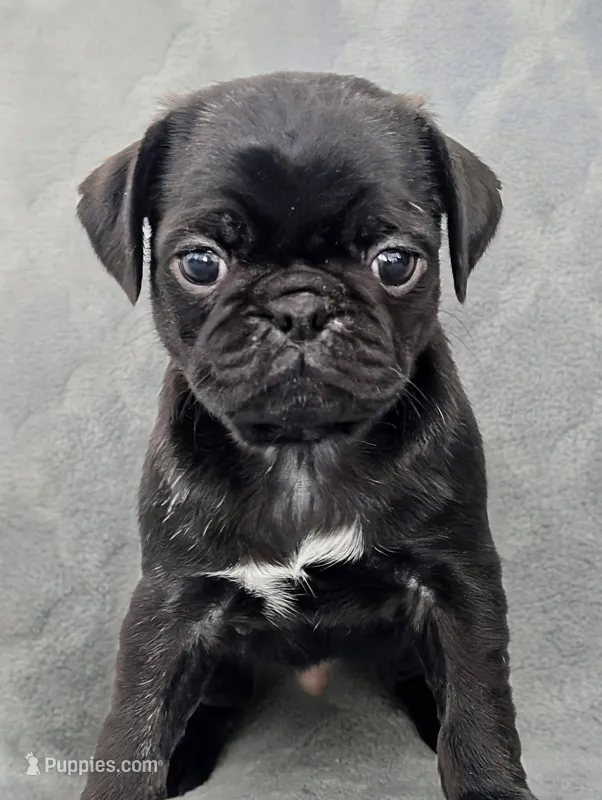 Colby – Pug puppy for sale in Andover, OH