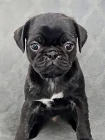 Colby, a male Pug for sale in Andover, OH – 1 of 10
