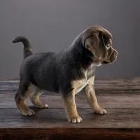 Hershey, a male Puggle and Pug for sale in Andover, OH – Photo 3 of 3