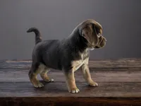 processed/ca09b4d2-48f7-4dc3-b42c-314113d5a3d0/listing/4a6970c8-e8b5-4427-9e4a-638e8030b83a/7d5f8f22-ead2-4724-a08e-48d4398c5bba