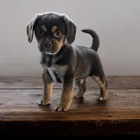 Hershey, a male Puggle and Pug for sale in Andover, OH – Photo 1 of 3