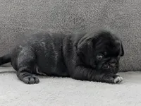 Colby, a male Pug for sale in Andover, OH – 5 of 10