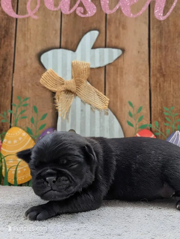 Colby – Pug puppy for sale in Andover, OH