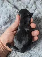 Colby, a male Pug for sale in Andover, OH – Photo 2 of 2