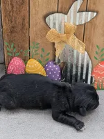 Colby, a male Pug for sale in Andover, OH – 9 of 10