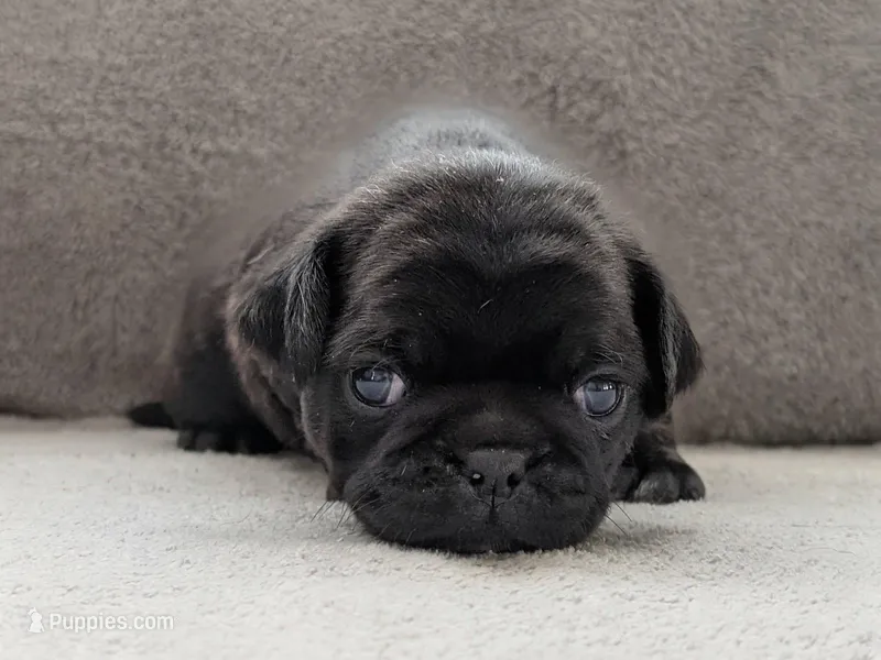 Colby – Pug puppy for sale in Andover, OH