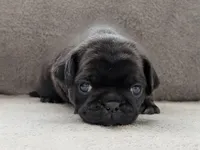 Colby, a male Pug for sale in Andover, OH – 4 of 10