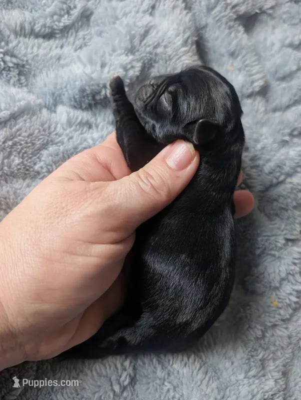 Colby – Pug puppy for sale in Andover, OH