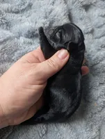 Colby, a male Pug for sale in Andover, OH – Photo 1 of 2