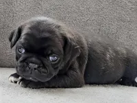 Colby, a male Pug for sale in Andover, OH – 6 of 10