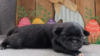 Colby, a male Pug for sale in Andover, OH – 8 of 10