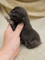 Nutella, a female Pug for sale in Andover, OH – 2 of 4