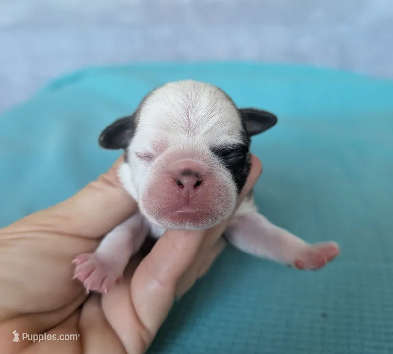 Cypress – Pug puppy for sale in Andover, OH