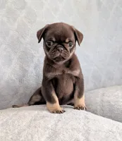 Chino, a male Pug for sale in Andover, OH – 2 of 6