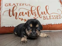 Gravy, a male Puggle and Pug for sale in Andover, OH – 1 of 3