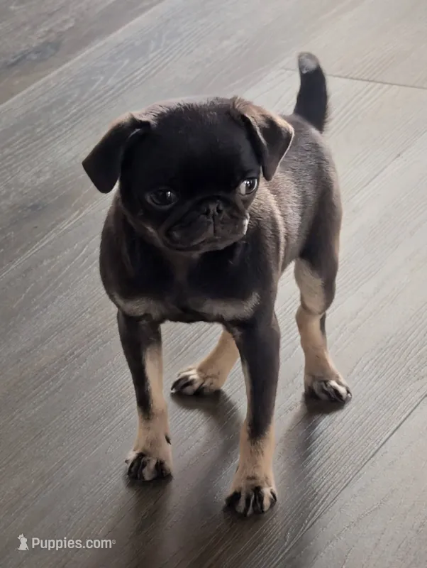 Porter Chocolate tan – Pug puppy for sale in Andover, OH