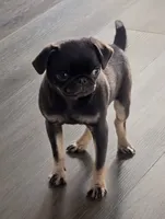 Porter Chocolate tan, a male Pug for sale in Andover, OH – 1 of 5