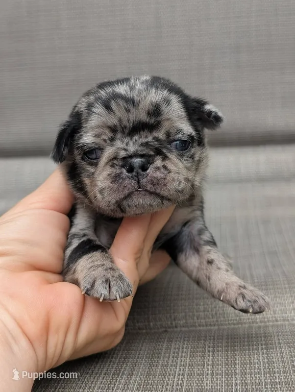 Chutney – Pug puppy for sale in Andover, OH