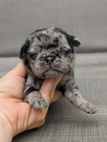 Chutney, a male Pug for sale in Andover, OH – 1 of 4
