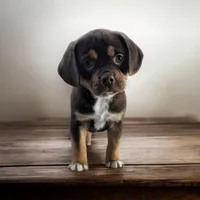 Snickers, a male Puggle and Pug for sale in Andover, OH – Photo 1 of 3