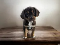 Snickers, a male Puggle and Pug for sale in Andover, OH – Photo 1 of 3