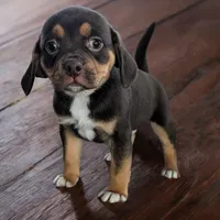 Snickers, a male Puggle and Pug for sale in Andover, OH – Photo 3 of 3