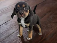 Snickers, a male Puggle and Pug for sale in Andover, OH – Photo 3 of 3