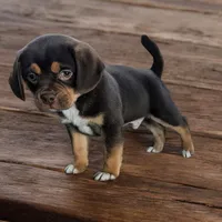 Snickers, a male Puggle and Pug for sale in Andover, OH – Photo 2 of 3