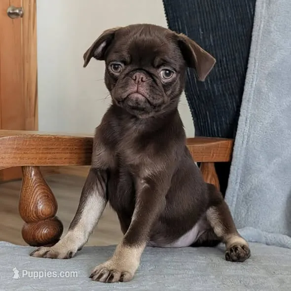 Chai – Pug puppy for sale in Andover, OH