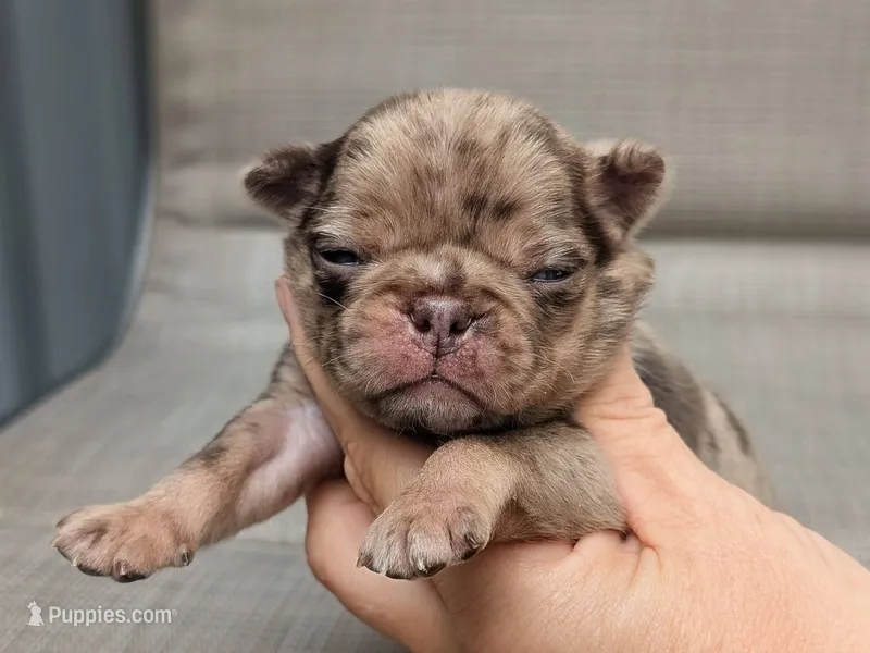 Reeses – Pug puppy for sale in Andover, OH