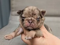 Reeses, a male Pug for sale in Andover, OH – 1 of 4