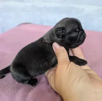Hazel, a female Pug for sale in Andover, OH – 4 of 4
