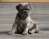 Arona, a female Pug for sale in Andover, OH – 2 of 10