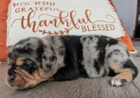 Muffin, a female Puggle and Pug for sale in Andover, OH – 3 of 3