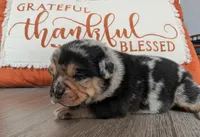 Burrito, a male Puggle and Pug for sale in Andover, OH – 2 of 3