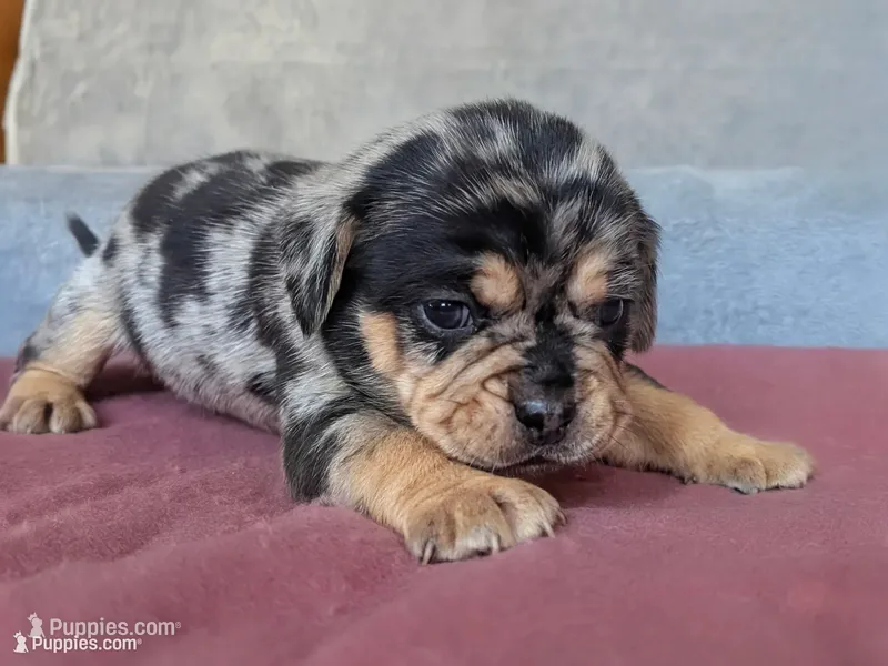 Muffin – Puggle, Pug puppy for sale in Andover, OH
