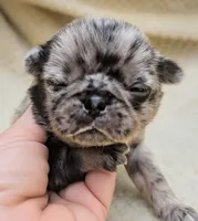 Eclair, a female Pug for sale in Andover, OH – 1 of 4