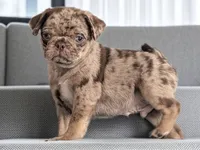 Reeses, a male Pug for sale in Andover, OH – 2 of 8