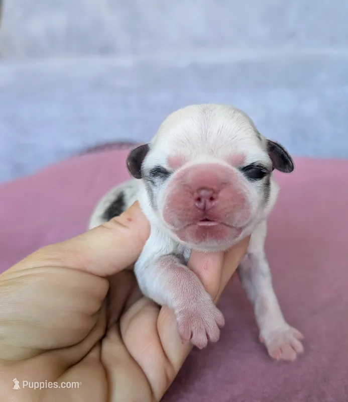 Myrtle – Pug puppy for sale in Andover, OH