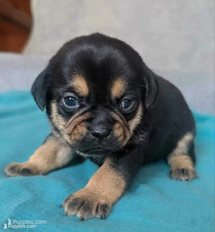 Gravy – Puggle, Pug puppy for sale in Andover, OH
