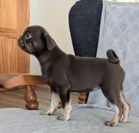 Chai, a female Pug for sale in Andover, OH – 2 of 10