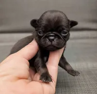 Porter, a male Pug for sale in Andover, OH – 1 of 3