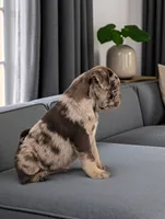 Reeses, a male Pug for sale in Andover, OH – 4 of 8