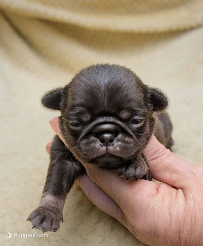 Nutella – Pug puppy for sale in Andover, OH
